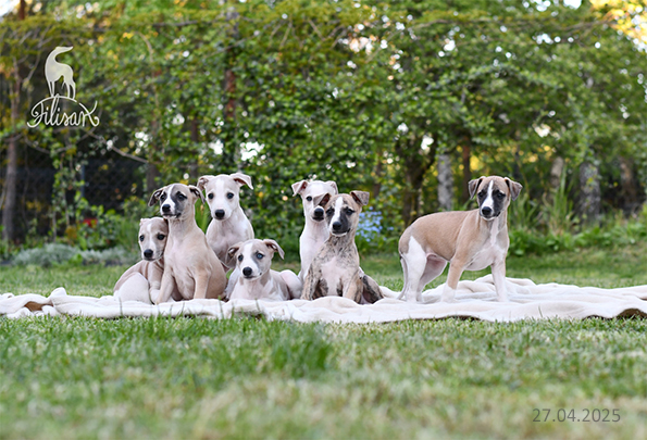 Hodowla Filisart 2025